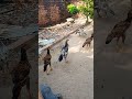 vida na roça #motivacional #reflexão #frasemotivacao #criador