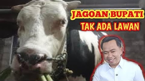 Dijagokan juara kontes sapi appsi oleh bupati jember
