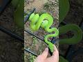 Designer Green Tree Pythons hit different. 🚀🐍