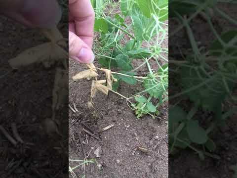 Video: Putregaiul rădăcinii din bumbac de cowpea: Aflați despre controlul putregaiului rădăcinii pentru mazărea de sud