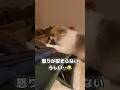 弟犬の味方をすると兄犬が分かりやすくふてくされました‥#shorts #ポメラニアン #Pomeranian#犬