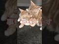 おいどんの昔話…もっちゃんに敵視されても愛を歌い続けるりっちゃん!?🙀 #猫