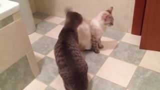 Lynx / tabby point siamese cat and european cat