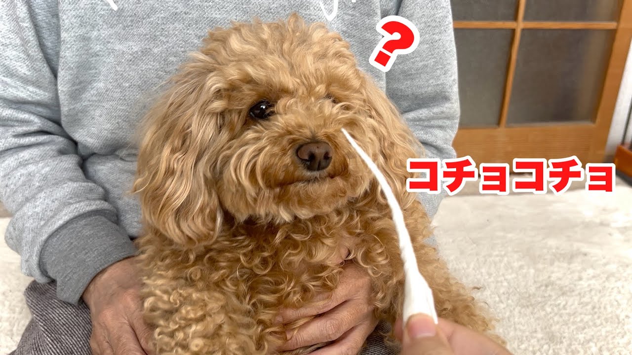 ハルちゃんがくしゃみをしてくれる予想外の方法が分かりました！【トイプードル】