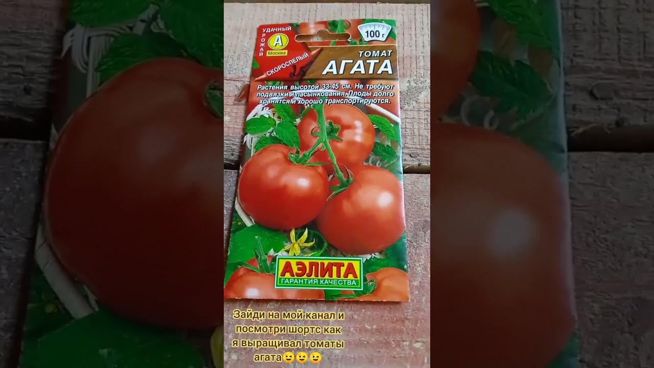 Томат Агата Характеристика И Фото