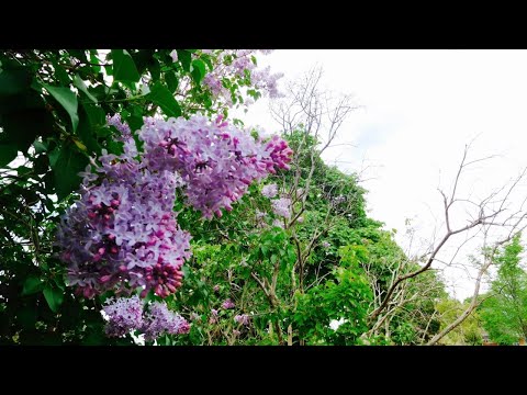 Video: Lilac Biasa - Sifat Berguna, Pembiakan Dan Penjagaan Ungu. Resipi Lilac