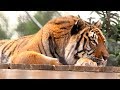 Hidden Tiger: Wildcat Sanctuary