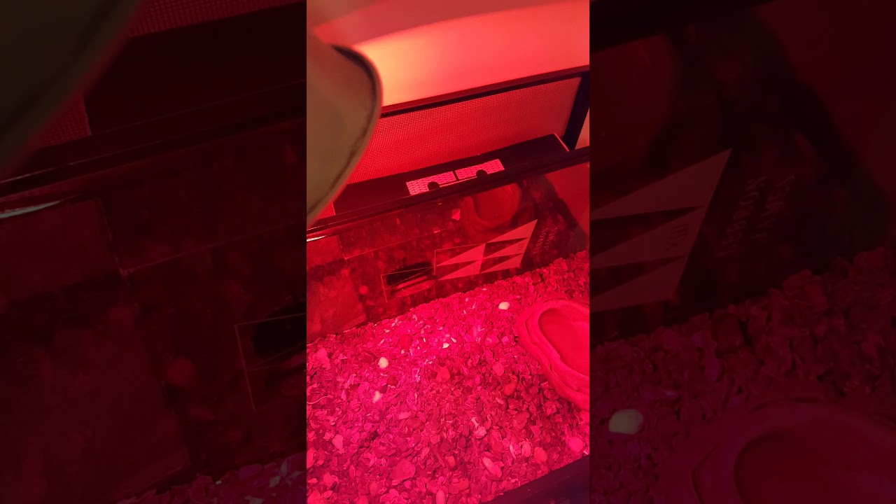 camera iphone 8 plus apk Simple video I'm taking care of my corn snakes