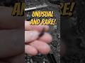 Rare Fossil Found in New Jersey – I Wasn’t Expecting This!