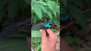 Point kolibri wulung masteran handal #fyp #kicaumania  #kolibriwulung