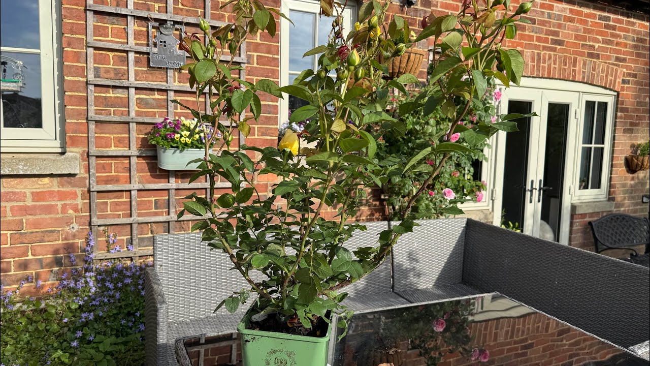 Rose Bring Me Sunshine |  Unboxing | David Austin Roses