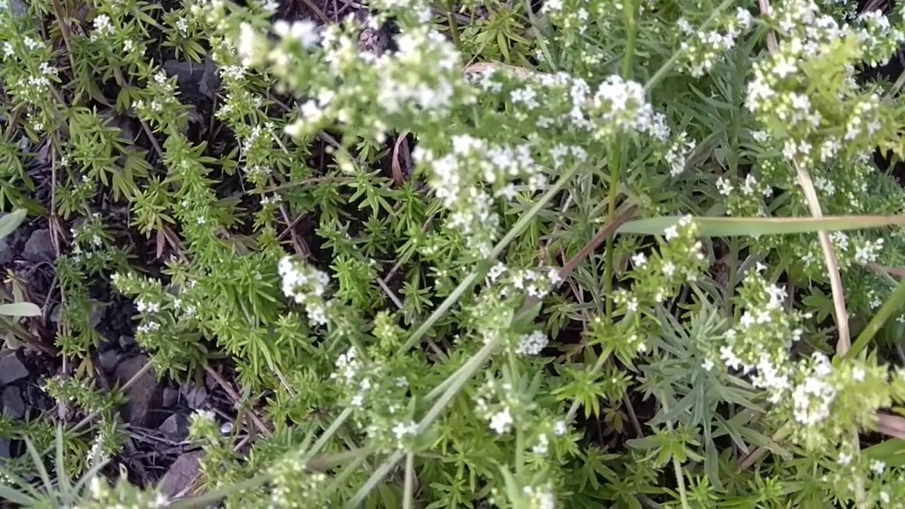 Чабрец(тимьян). Полезные свойства и противопоказания