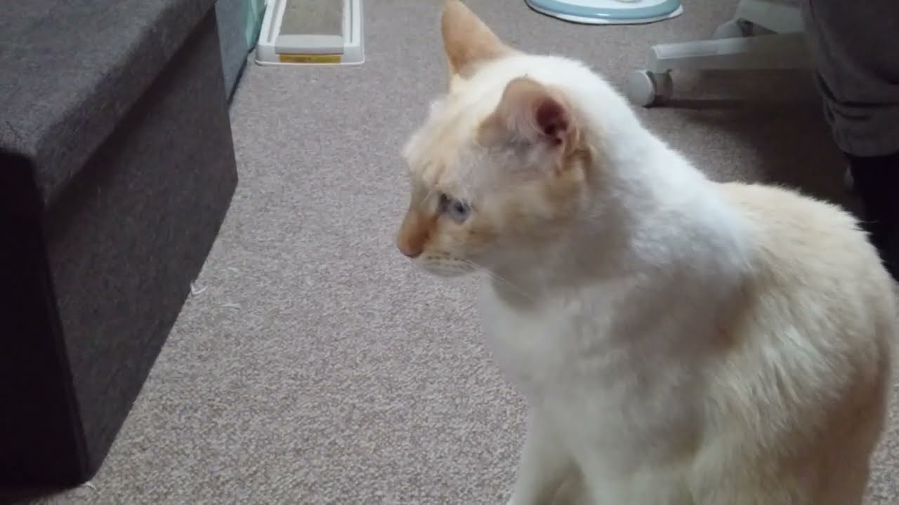 拾いねこ＠生後4946/871日目　とってこーい。