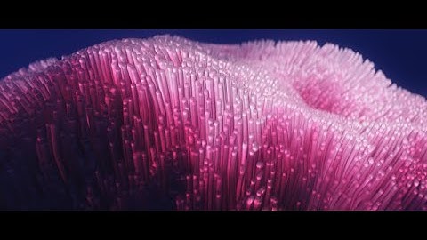 CGI Oceanic Sea Anemone Blender Geometry Nodes