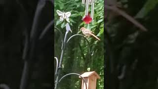 Brown Thrasher. Brown Thrasher.