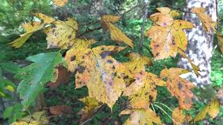 Sorbus torminalis (L.) Crantz čes. jeřáb břek