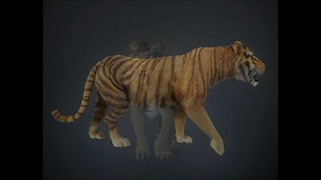 Tiger 3D model | Animals Mammal 3D model | max, 3ds, obj, c4d, lwo