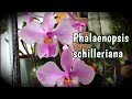Phalaenopsis schilleriana - само совершенство.