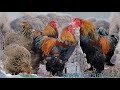 Brahma  chickens, Голубо Куропатчатая, Куропатчатая брама, Джерсийский гигант