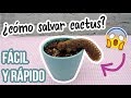 Salvar Cactus/Recupera tu suculenta-Fácil y rápido!