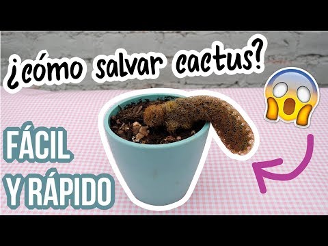 Video: ¿Se puede salvar un cactus congelado? Aprenda qué hacer con los cactus dañados por el frío