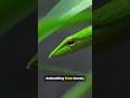 camouflaged venom in a tree(Boomslang)
