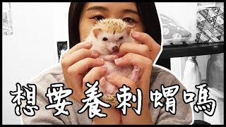 想要養刺蝟嗎? | 看看飼主經驗分享談 | VLOG ft.斤斤