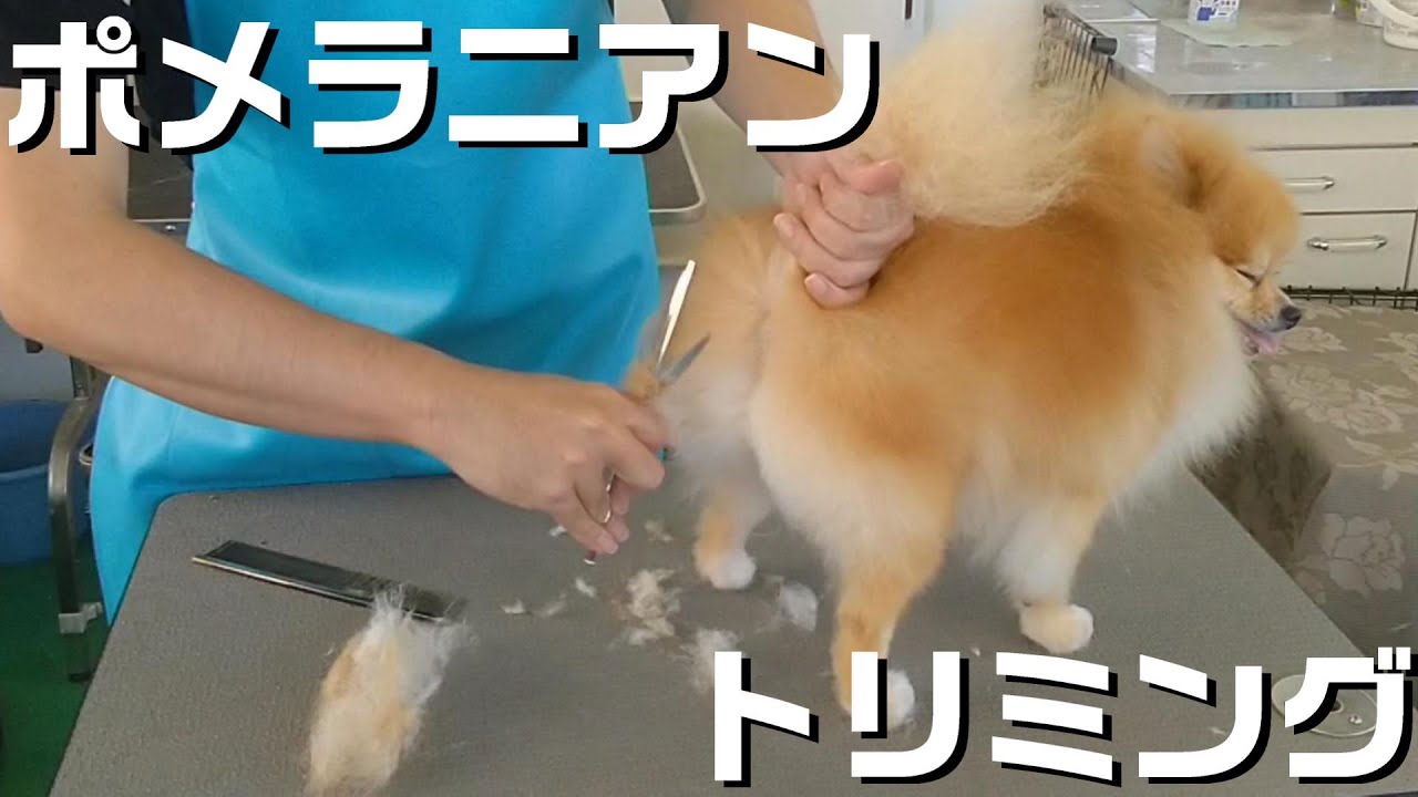【トリミング】５倍速でわかる！ポメラニアンのトリミング【２３４時間目】　|　(5Xspeed)Trimming for Pomeranian