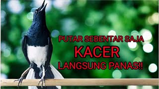 Suara kacer ngeplong panjang ini cocok buat terapi kacer bahan!!