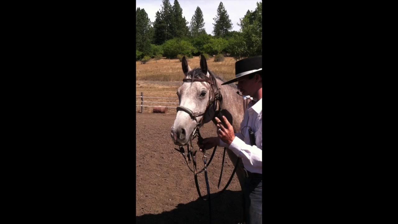 The Only PROPER Way To Bridle Your Horse YouTube