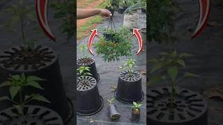 I Grew Chili Peppers Upside Down This Actually Worked