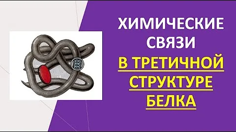 3. Химические связи в третичной структуре белка