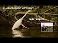 Bird Photography-Photographing Great Egrets