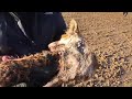 Hunt saboteurs lie on fox in a desperate attempt to save it being ripped apart by hounds