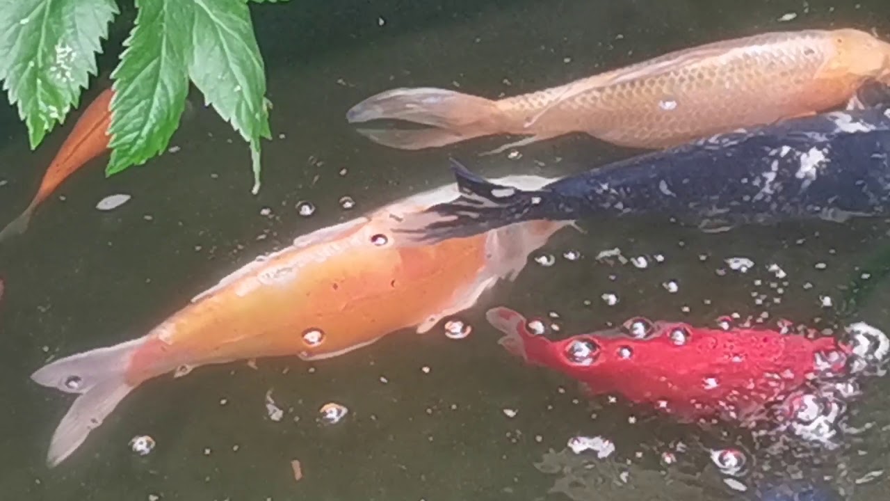 Using Sturgeon Safe fungus and parasite Treatment on the Koi Pond