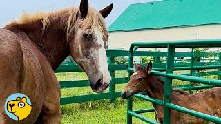 Older Mare Refuses to Leave an Orphaned Foal Alone