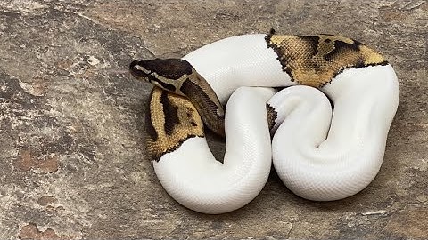 Vesper Pied male: ID# S204100M