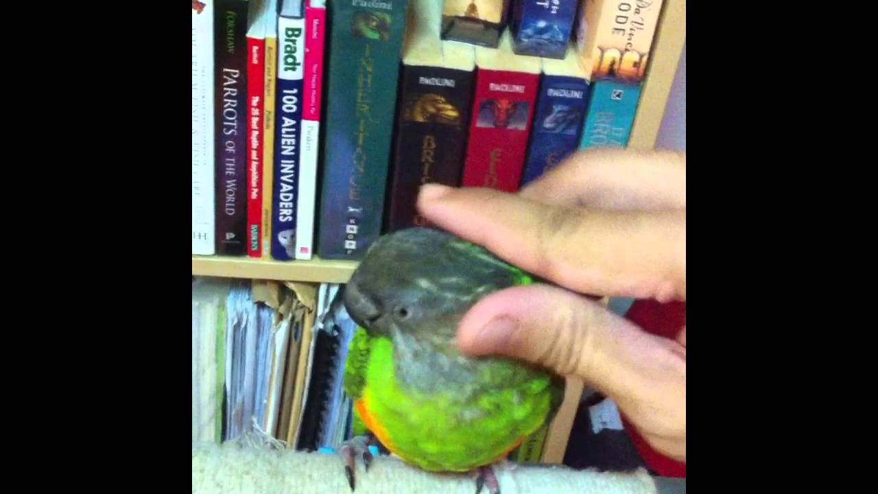 Lemon Need Some Cuddle~