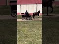Caballo en venta - Vendo PRE castaño de 10 años. Montado y enganchado. - equirodi.es