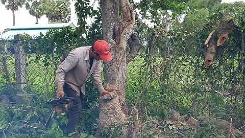 hai anh thợ cắt những góc me nước to khủng rất kỹ thuật