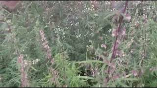 Landraces In The Wild (WWP LOGISTICS)