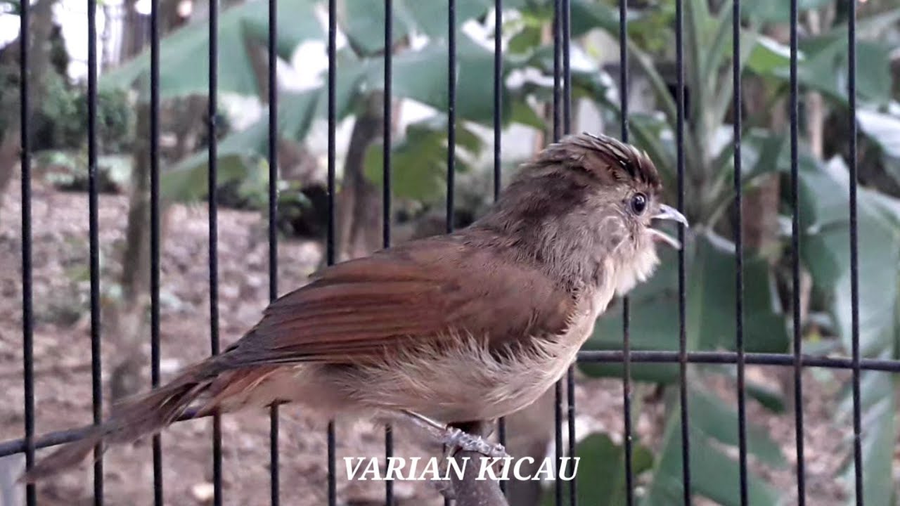 Burung Flamboyan Jantan / Burung Flamboyan Gacor Ngebren ...