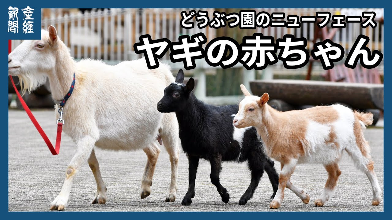 動画】仲良し兄妹けんかなし ヤギの赤ちゃん「つき」と「あられ