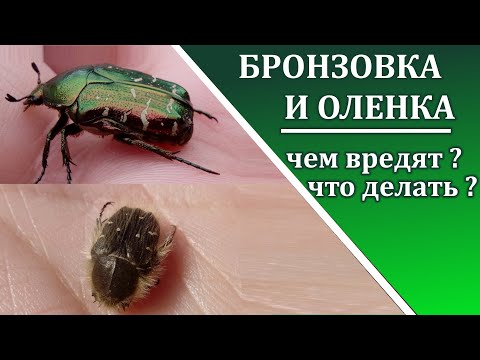 Видео: Борьба с жуками на флоксах: как бороться с жуками на флоксах