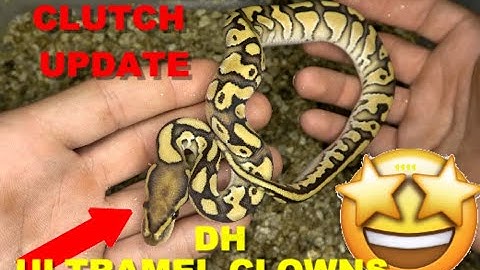 Ball Python Clutch Update! DH Ultramel Clowns!