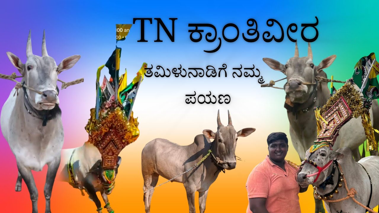 TN krantiveera 💥💥 #jallikattu #bull #hori #horihabba #horihabbada #horihabbathebullrace 