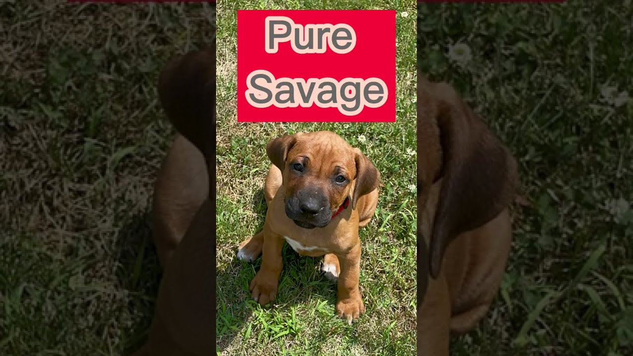 Rhodesian Ridgeback puppy in attack mode (rock’n roll edition)