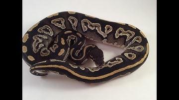 Collection Update May 2016 with a few additions, Part 2