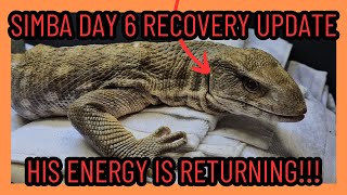 SAVANNAH MONITOR EMERGENCY SURGERY RECOVERY DAY 6 UPDATE | LIZARD REPTILE |