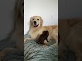the sweetest boy ever playing with my roommates new puppy🥹